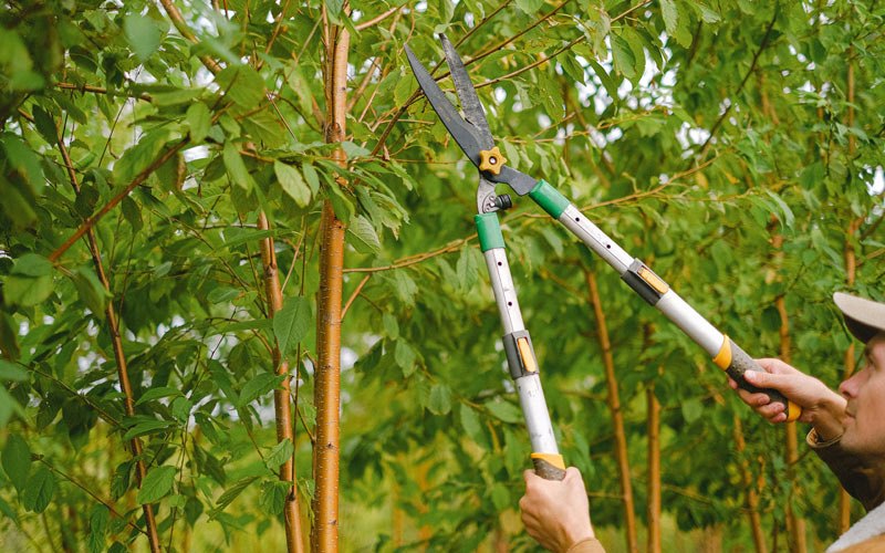 Tree trimming in Flag Pond, TN