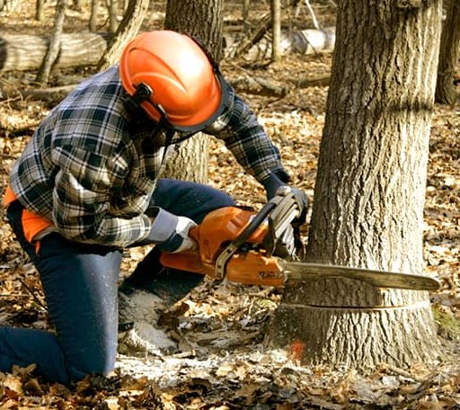 Tree Removal in Flag Pond, TN